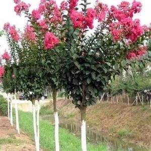 紫薇花苗——点亮园林绿化的“百日红”魅力