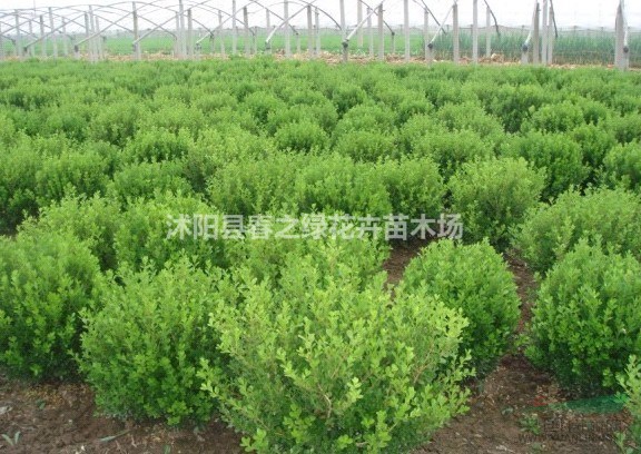 沭阳县春之绿花卉苗木场 绿色生命的守护者