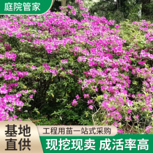 春娟苗木 以绿意传递生态之美