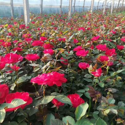 探秘藤本月季苗木花卉基地 花卉苗木的精心培育与美丽绽放