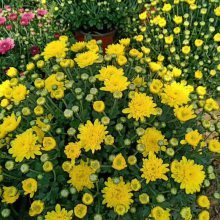 国庆节摆花常卖的花品种及图片推荐——青州市茗茜花卉苗木专业合作社精选