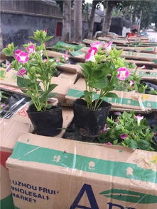 青州市晓敏花卉苗木专业合作社 打造石家庄绿化美化的一站式草花供应基地
