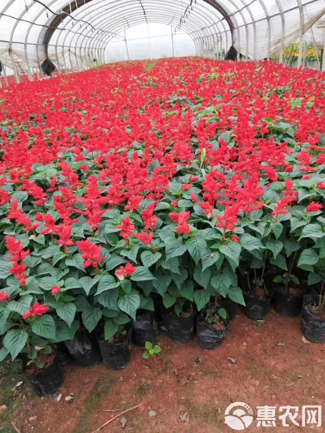 红千层之美 宜良成芳苗圃合作社的绿化苗木与花卉地被