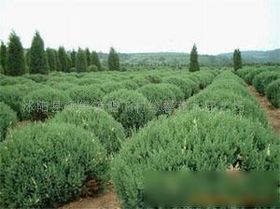 农户价苗木花卉,苗木基地,苗木价格,苗木树.